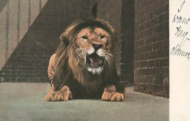 Lion in zoo, growling